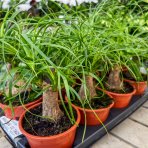 Slonia noha (Nolina - beaucarnea recurvata) - výška 20-30 cm, kont. C2L